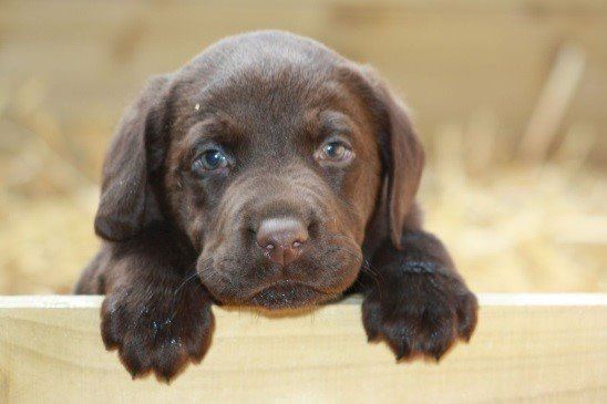 chocolate lab puppy michigan chocolate lab puppy michigan